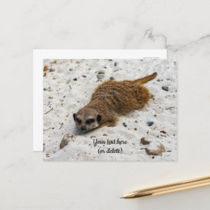 Carte postale de suricate décontracté
