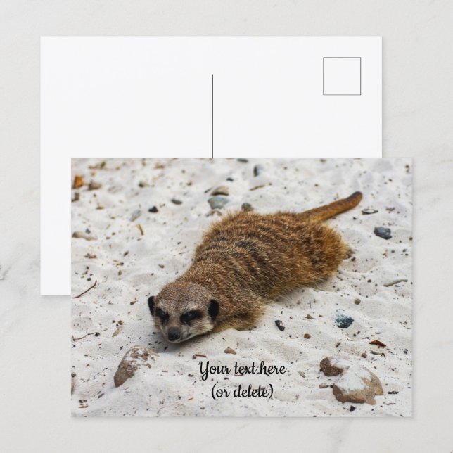 Carte postale de suricate décontracté (Devant / Derrière)