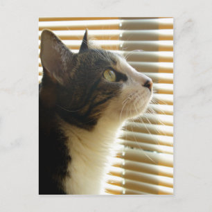 Carte postale de Syrus 001