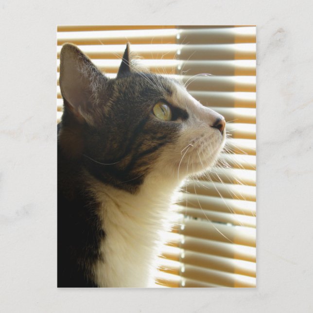 Carte postale de Syrus 001 (Devant)