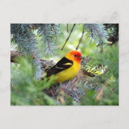 Carte postale de Tanager occidental