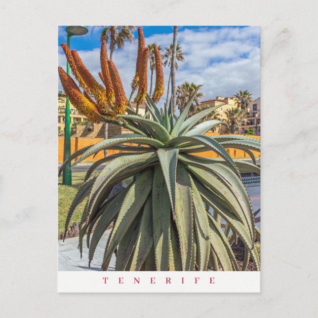 Carte postale de Tenerife Aloe Vera plante et fleu (Devant)