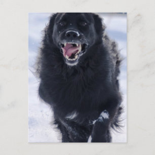 Carte postale de Terre-Neuve