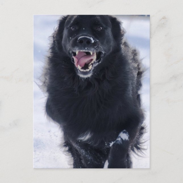 Carte postale de Terre-Neuve (Devant)