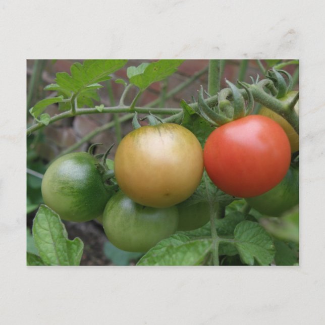 Carte postale de tomates de feux de circulation (Devant)
