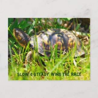 Carte postale de tortue de boîte