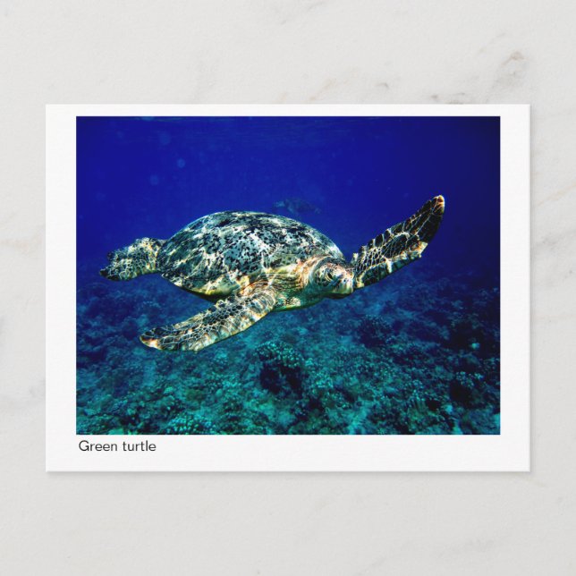 carte postale de tortue verte - 01 (Devant)