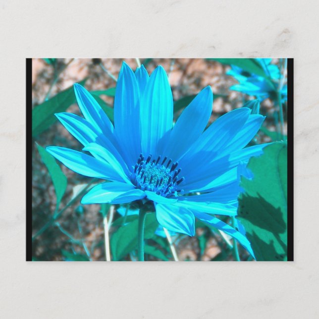 Carte postale de tournesol bleu sauvage (Devant)