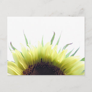 Carte postale de tournesol du matin