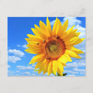 Carte postale de tournesol jaune et abeilles