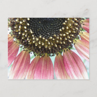 Carte postale de tournesol rose