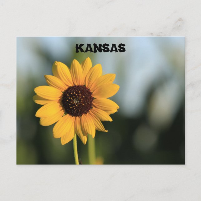 Carte postale de tournesol Wild Kansas (Devant)