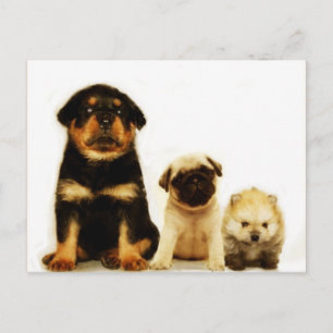 Carte postale de trois chiots
