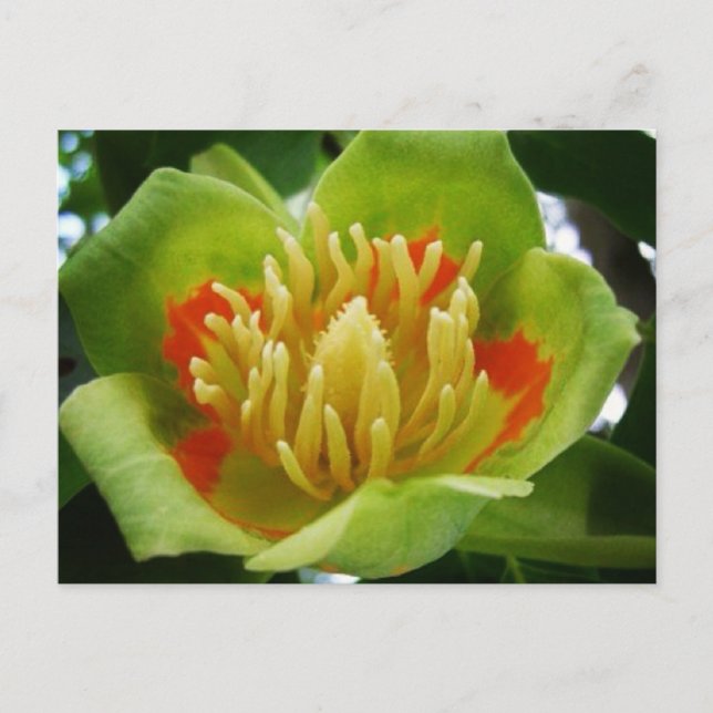 Carte postale de Tulipe (Liriodendron Tulipifera) (Devant)