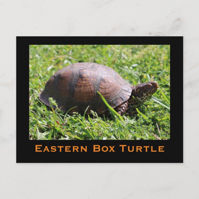 Carte postale de Turtle (Devant)