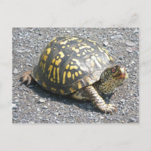 Carte postale de Turtle