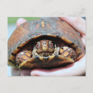 Carte postale de Turtle