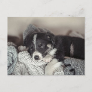 Carte postale de vacances de chiot dormant