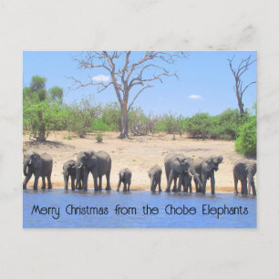 Carte postale de vacances de Chobe Elephants Haiku