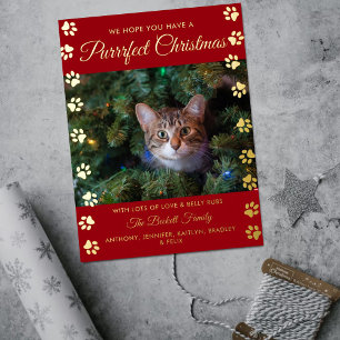 Carte Postale De Vacances En Aluminium Noël parfait Cat Photo Real