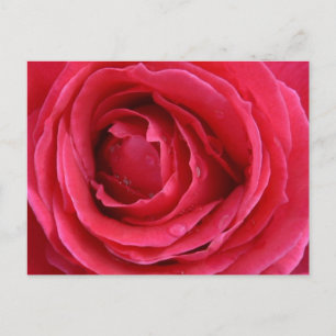 Carte postale de vacances Rose Transcendence