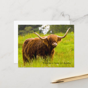 Carte postale de vache des Highlands