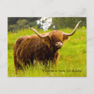 Carte postale de vache des Highlands