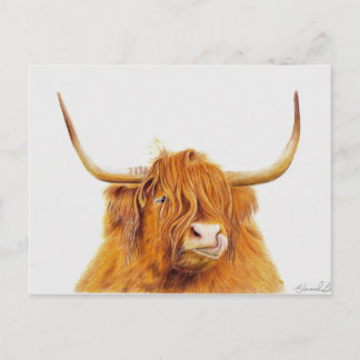 Carte postale de vache Highland