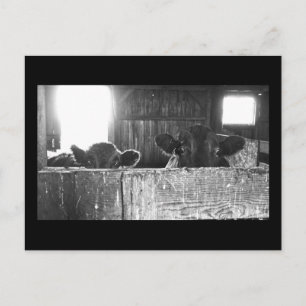 Carte postale de vaches surprises.