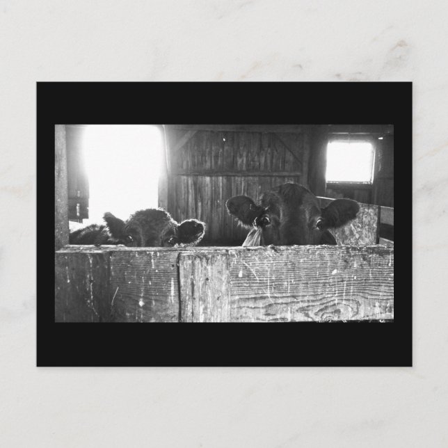 Carte postale de vaches surprises. (Devant)