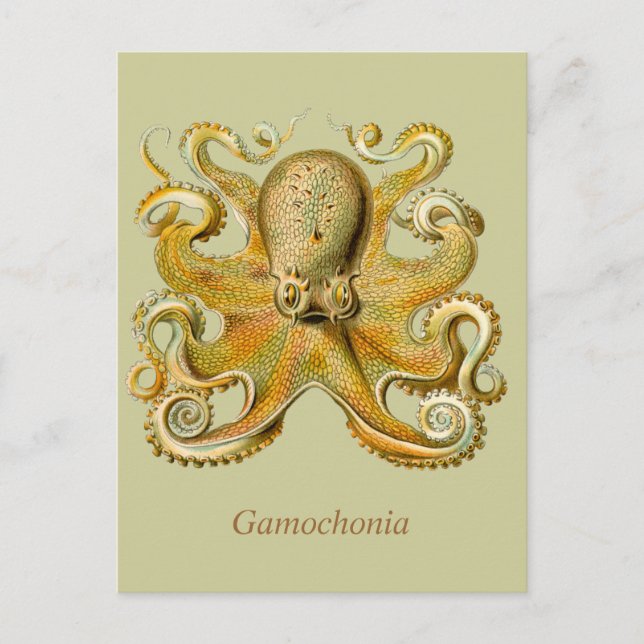 Carte postale de verticale de Gamochonia (Devant)