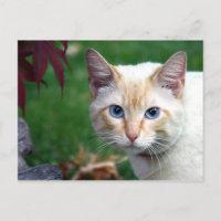 Carte postale de visage de chat siamois