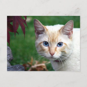 Carte postale de visage de chat siamois