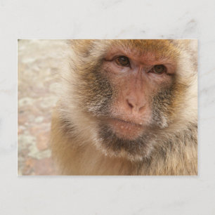 Carte postale de visage de singe