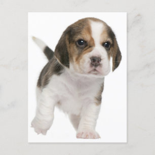 Carte postale de voeux beagle Chien Chien Chien