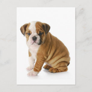 Carte postale de voeux blank Chien Chien Chien Chi