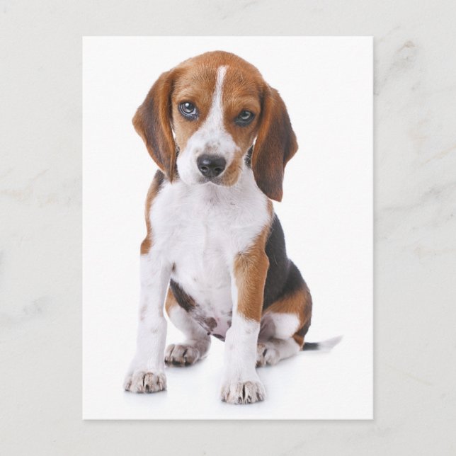 Carte postale de voeux de chien beagle (Devant)
