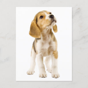 Carte postale de voeux de chien beagle