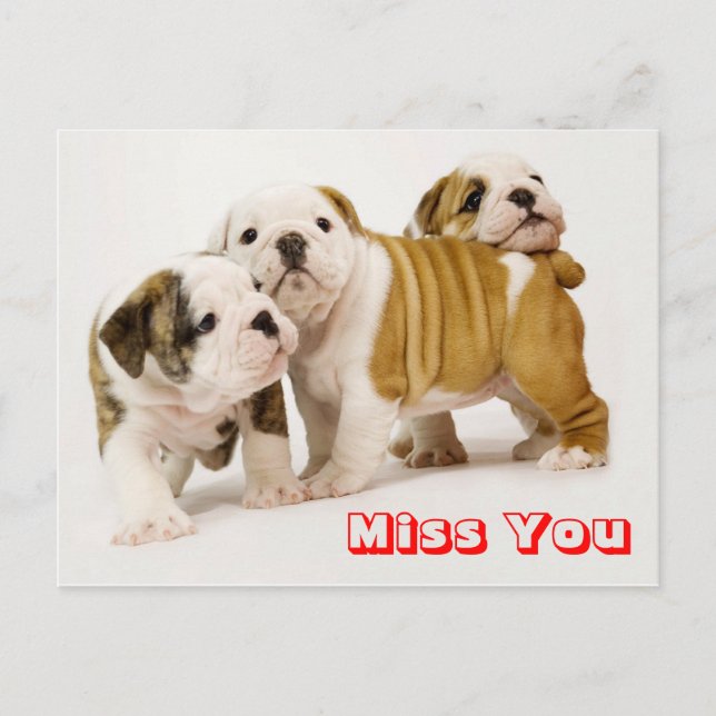 Carte postale de voeux de Chien Chien Chien Chien  (Devant)