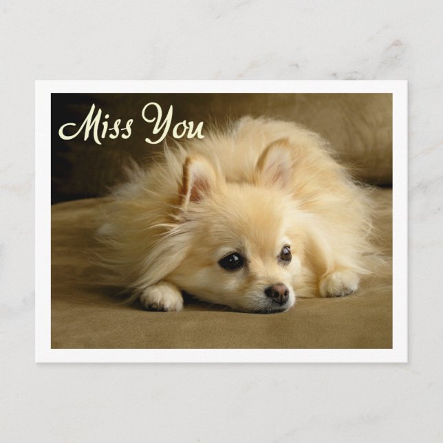 Carte postale de voeux de Chien Chien Chien Poméra (Devant)