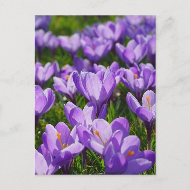 Carte postale de voeux de Pâques de Crocus pourpre (Devant)