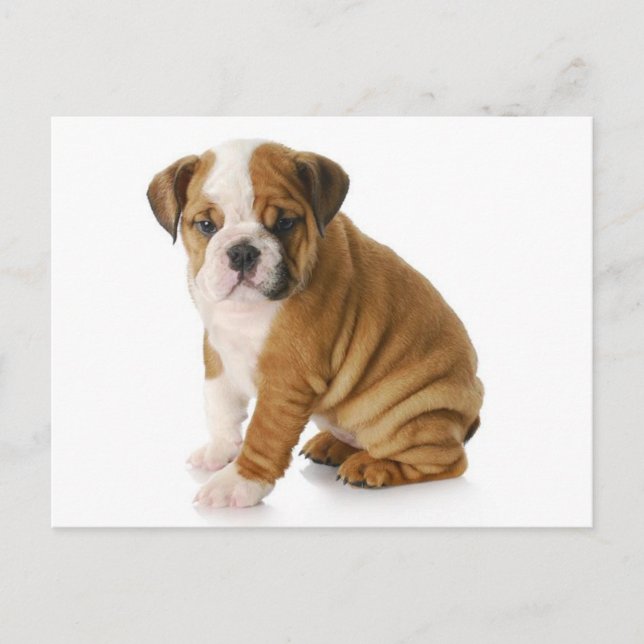 Carte postale de vœux vierge avec chiot Bouledogue (Devant)
