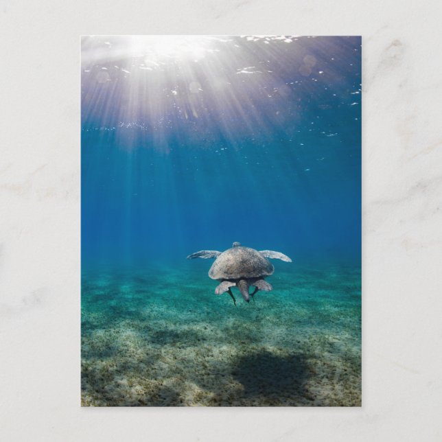 Carte postale de voyage sous-marine de la tortue (Devant)