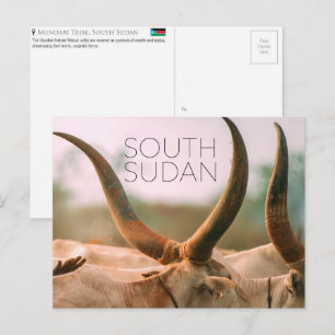 Carte postale de voyage sur les bovins Mundari, So