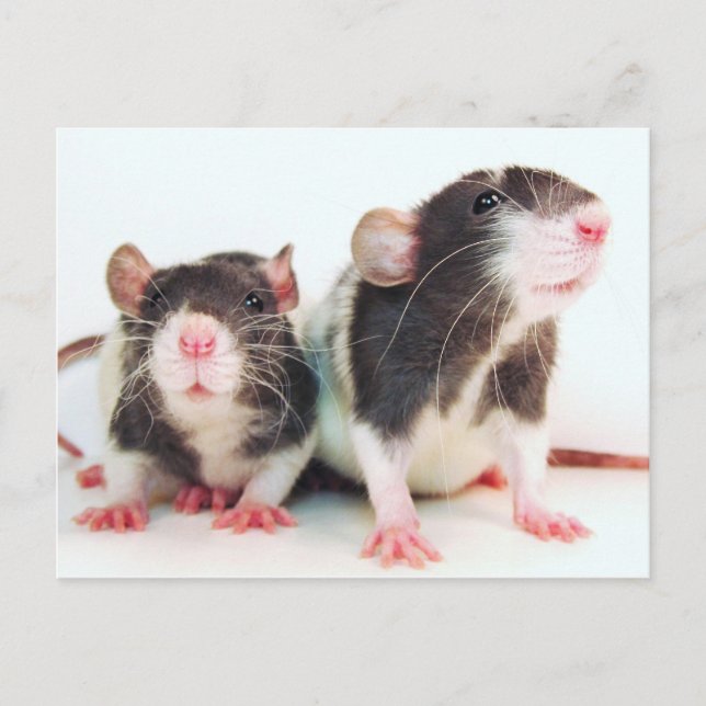 Carte Postale De vrais Rats pour femmes ! (Devant)