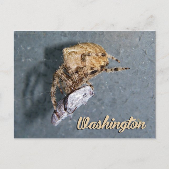 Carte postale de Washington, Araignée Gea (Devant)