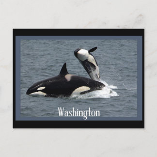 Carte postale de Washington Whales