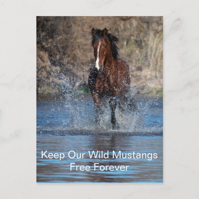 Carte postale de Wild Mustang (Devant)
