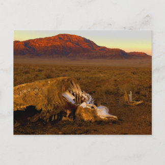 Carte Postale Dead Cow at Sunset Postcard
