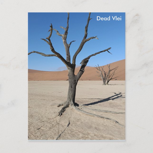 Carte postale Dead Vlei, Namibie (Devant)